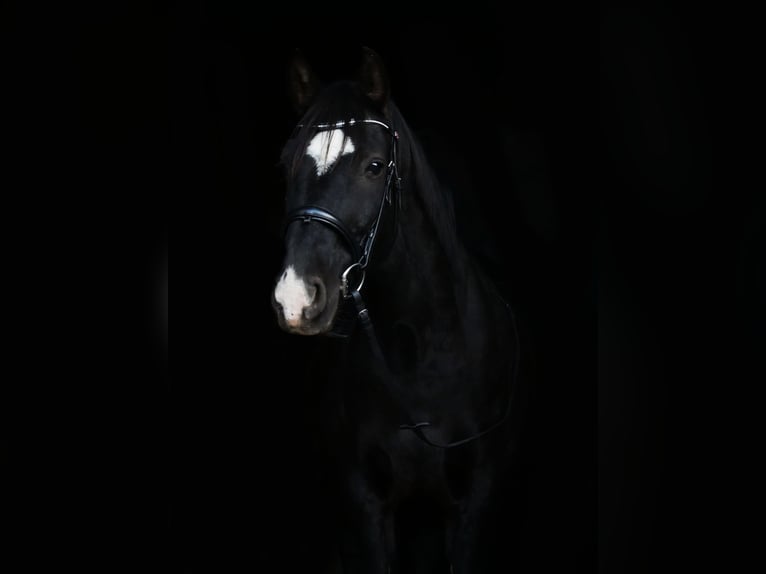 Sportivo Ungherese / Sportivo dell'Ungheria Castrone 12 Anni 153 cm Morello in Esslingen am Neckar