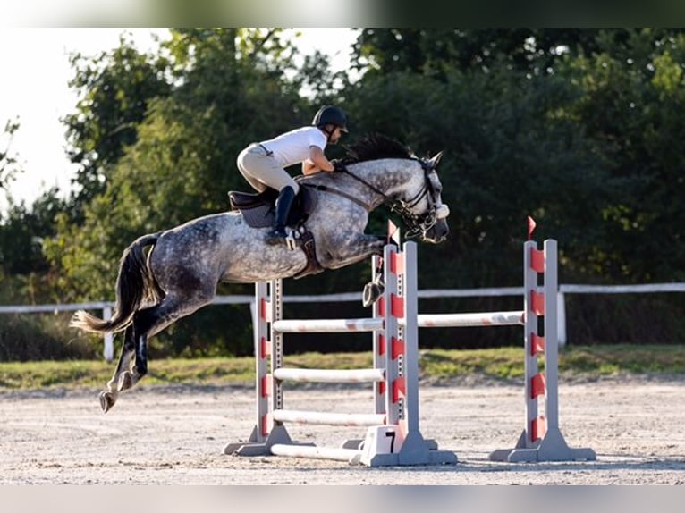 Sportivo Ungherese / Sportivo dell'Ungheria Castrone 12 Anni 175 cm Grigio in Nemesgulacs