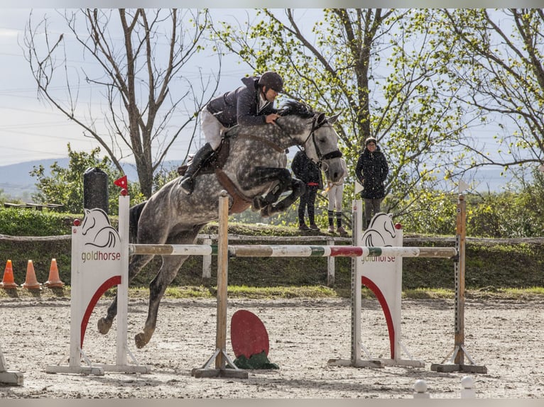 Sportivo Ungherese / Sportivo dell'Ungheria Castrone 12 Anni 175 cm Grigio in Nemesgulacs