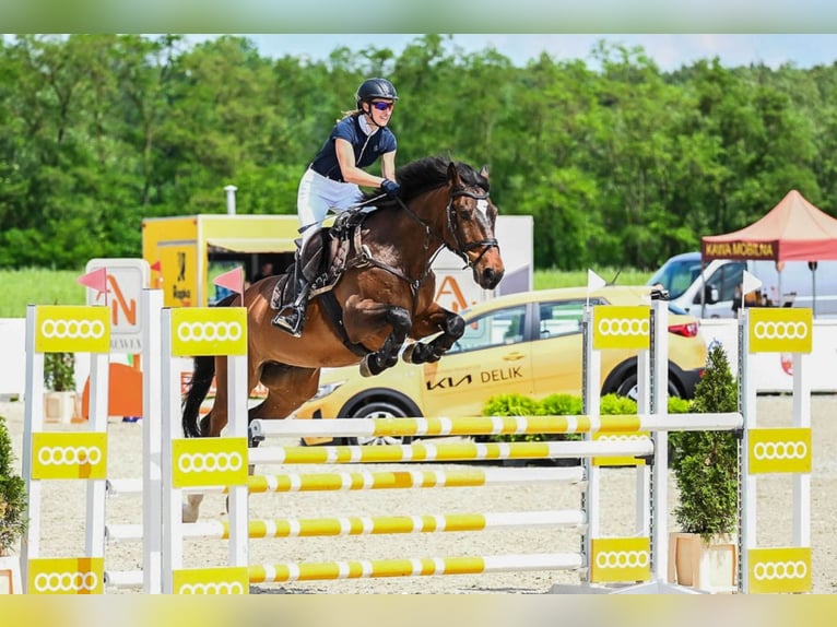 Sportivo Ungherese / Sportivo dell'Ungheria Castrone 13 Anni 166 cm Baio ciliegia in Wałbrzych