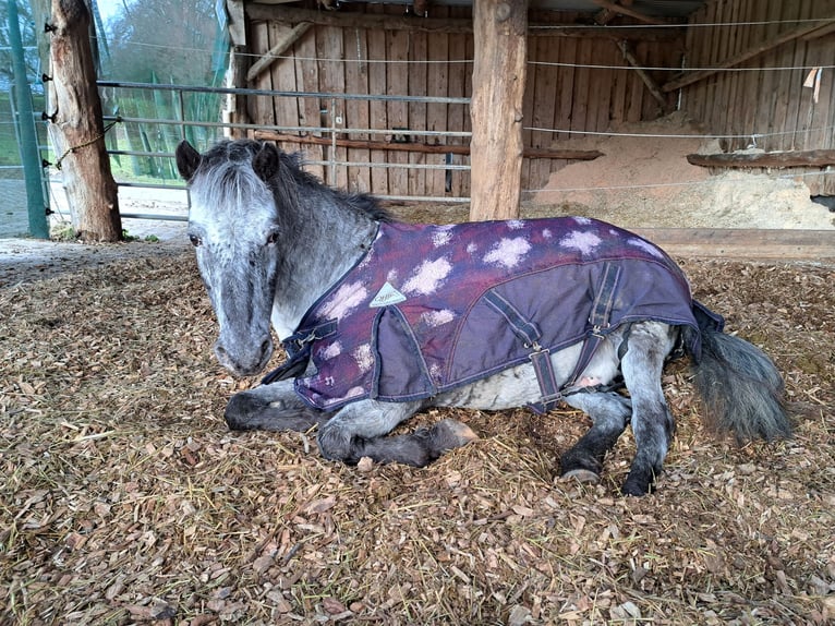 Sportivo Ungherese / Sportivo dell'Ungheria Castrone 14 Anni 127 cm Leopard in W&#xE4;schenbeuren