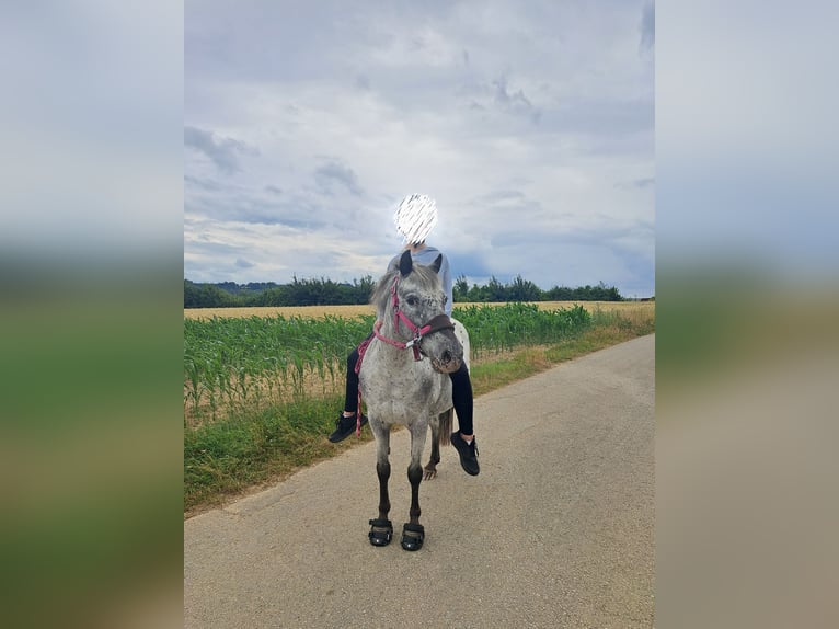Sportivo Ungherese / Sportivo dell'Ungheria Castrone 14 Anni 127 cm Leopard in W&#xE4;schenbeuren