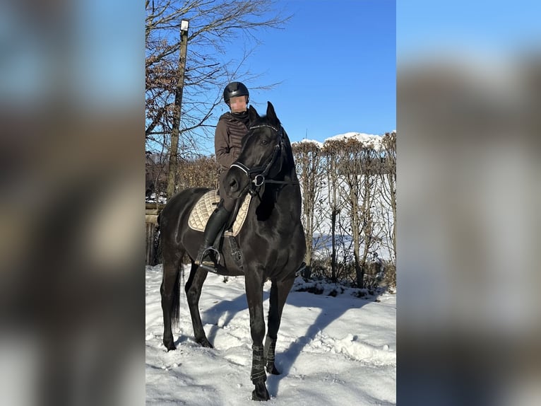 Sportivo Ungherese / Sportivo dell'Ungheria Mix Castrone 14 Anni 154 cm Morello in Neuching