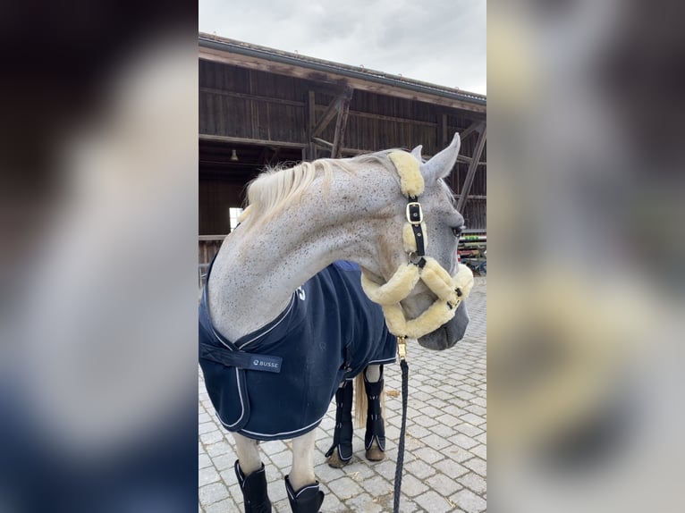 Sportivo Ungherese / Sportivo dell'Ungheria Castrone 14 Anni 158 cm Grigio trotinato in T&#xF6;ging