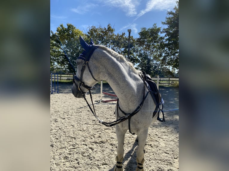 Sportivo Ungherese / Sportivo dell'Ungheria Castrone 14 Anni 158 cm Grigio trotinato in T&#xF6;ging