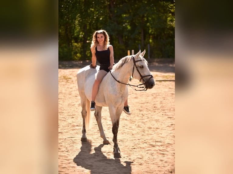 Sportivo Ungherese / Sportivo dell'Ungheria Castrone 14 Anni 160 cm Grigio in Sződ