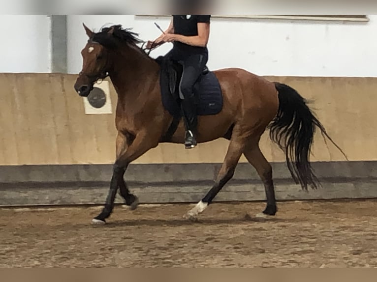 Sportivo Ungherese / Sportivo dell'Ungheria Castrone 14 Anni 164 cm Baio scuro in Zirndorf