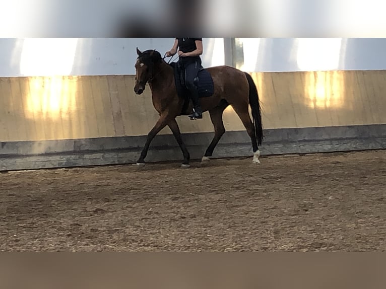 Sportivo Ungherese / Sportivo dell'Ungheria Castrone 14 Anni 164 cm Baio scuro in Zirndorf