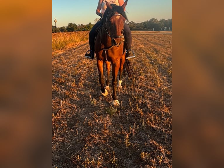 Sportivo Ungherese / Sportivo dell'Ungheria Castrone 14 Anni 164 cm Baio scuro in Zirndorf