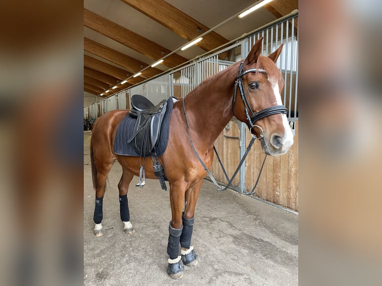 Sportivo Ungherese / Sportivo dell'Ungheria Castrone 15 Anni 153 cm Sauro in Ebenfurth Sportivo Ungherese / Sportivo dell'Ungheria Castrone 15 Anni 153 cm Sauro in Ebenfurth