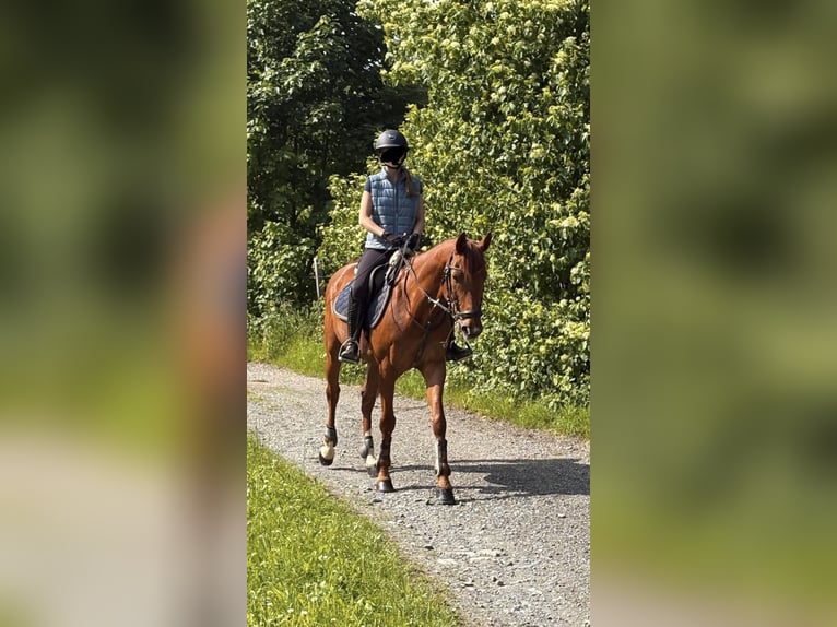 Sportivo Ungherese / Sportivo dell'Ungheria Castrone 15 Anni 163 cm Sauro in Kitzbühel