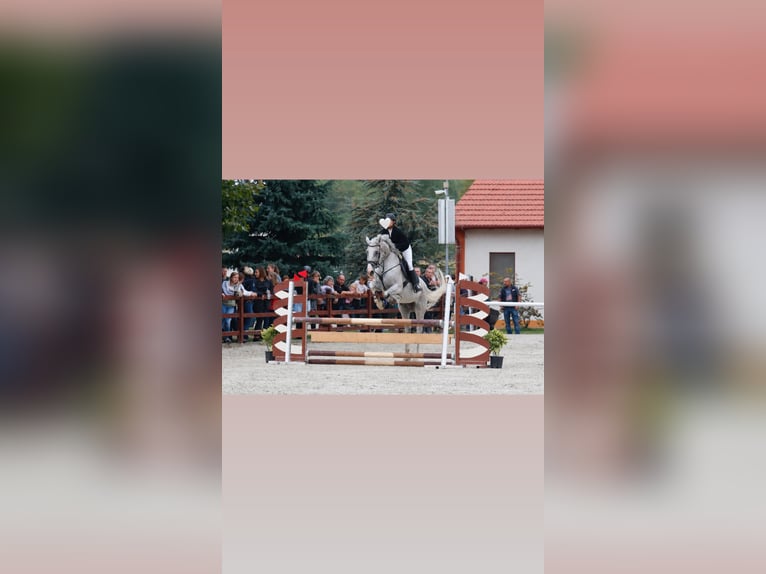 Sportivo Ungherese / Sportivo dell'Ungheria Castrone 15 Anni 180 cm Grigio in Győrújbarát