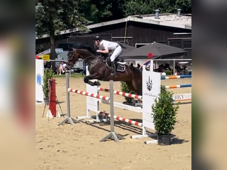 Sportivo Ungherese / Sportivo dell'Ungheria Castrone 16 Anni 168 cm Baio scuro in Sankt Johann