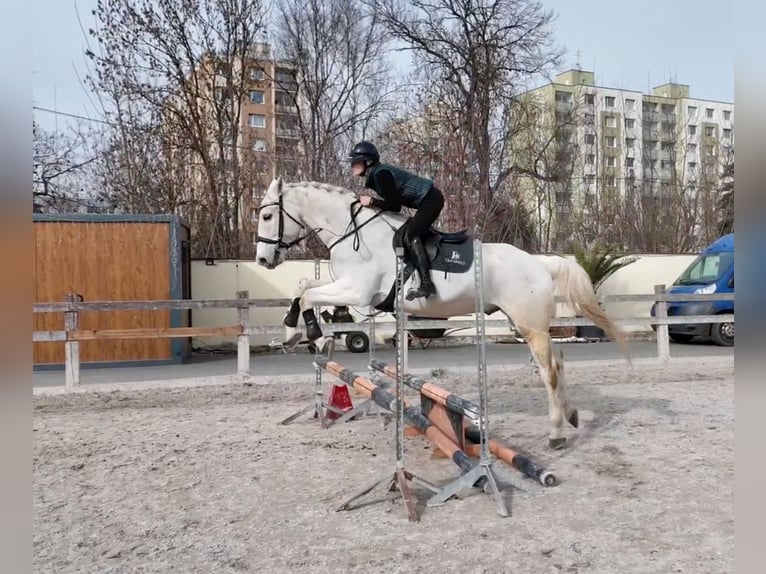 Sportivo Ungherese / Sportivo dell'Ungheria Castrone 16 Anni 168 cm Grigio in Prague