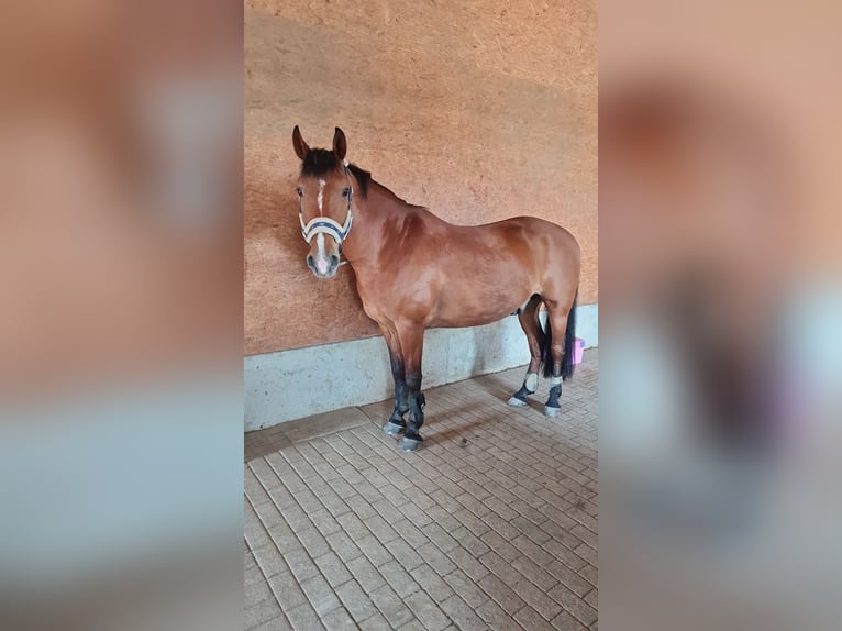 Sportivo Ungherese / Sportivo dell'Ungheria Mix Castrone 18 Anni 152 cm Baio in Leutkirch im Allgäu