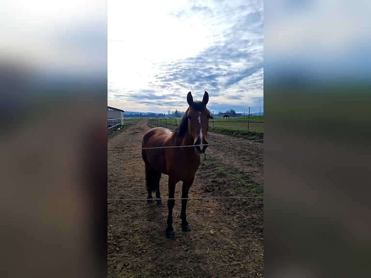 Sportivo Ungherese / Sportivo dell'Ungheria Mix Castrone 18 Anni 152 cm Baio in Leutkirch im Allgäu