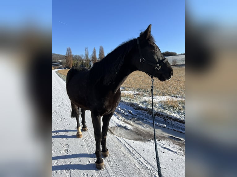 Sportivo Ungherese / Sportivo dell'Ungheria Mix Castrone 18 Anni 155 cm Morello in Groß-Umstadt