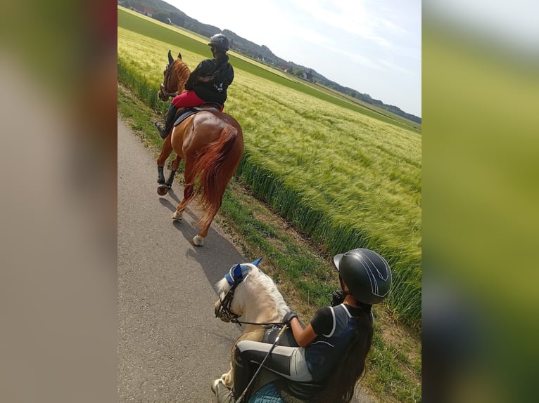 Sportivo Ungherese / Sportivo dell'Ungheria Castrone 23 Anni 165 cm Sauro in Bergatreute