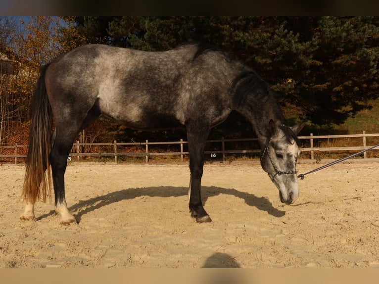 Sportivo Ungherese / Sportivo dell'Ungheria Castrone 3 Anni 161 cm Grigio in K&#xF6;flach