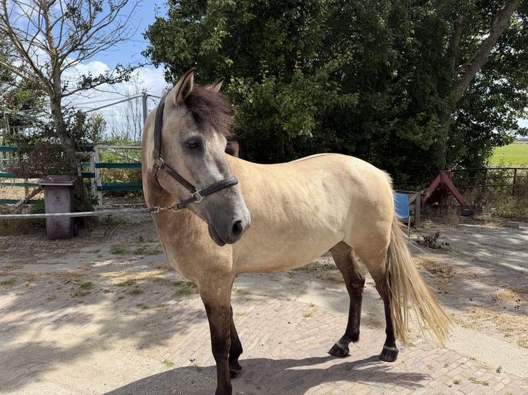 Sportivo Ungherese / Sportivo dell'Ungheria Castrone 4 Anni 143 cm Baio chiaro in Rotterdam