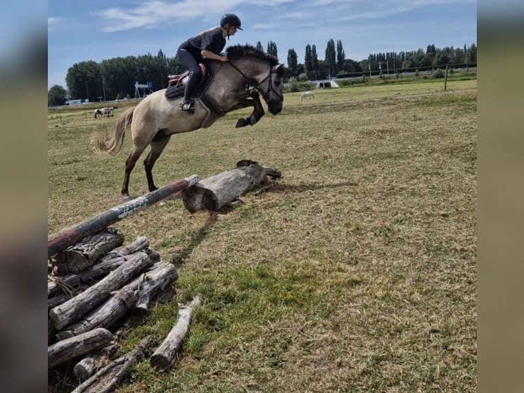 Sportivo Ungherese / Sportivo dell'Ungheria Castrone 4 Anni 143 cm Baio chiaro in Rotterdam
