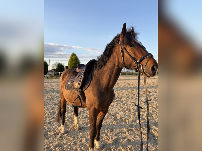 Sportivo Ungherese / Sportivo dell'Ungheria Castrone 4 Anni 145 cm Baio scuro in Ried am Riederberg