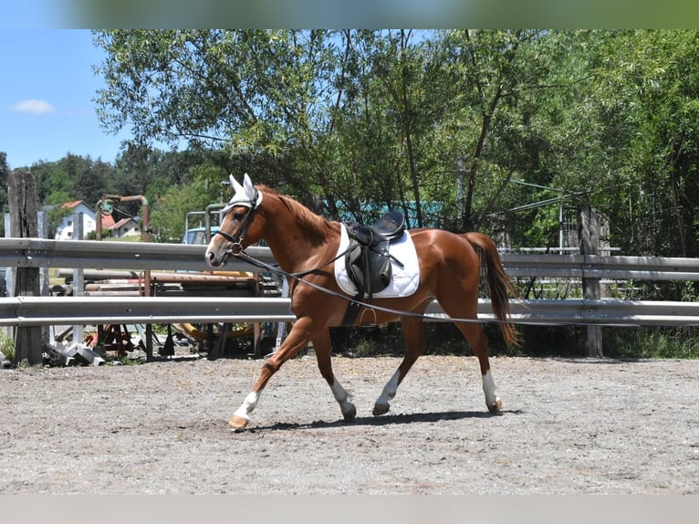Sportivo Ungherese / Sportivo dell'Ungheria Castrone 4 Anni 152 cm Sauro in Arnstorf