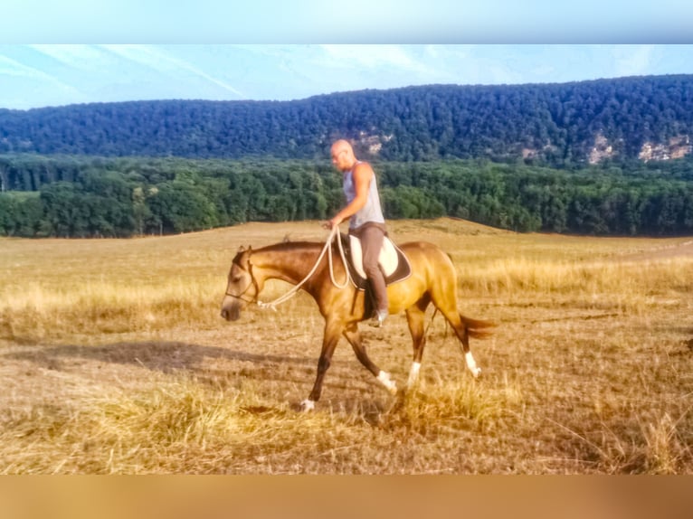 Sportivo Ungherese / Sportivo dell'Ungheria Castrone 4 Anni 158 cm Pelle di daino in Lad&#xE1;nybene