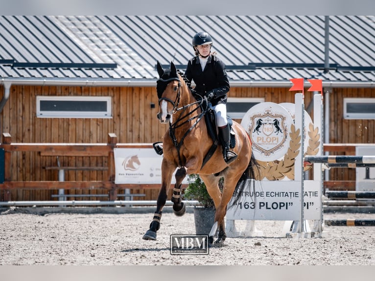 Sportivo Ungherese / Sportivo dell'Ungheria Castrone 4 Anni 163 cm Baio ciliegia in Lunga