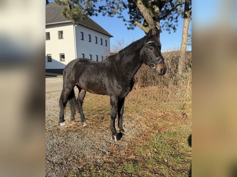 Sportivo Ungherese / Sportivo dell'Ungheria Castrone 4 Anni 165 cm Morello in Pelmberg