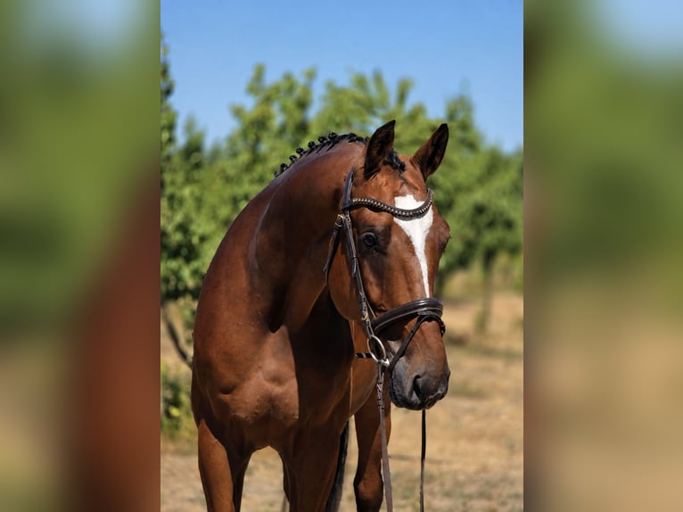 Sportivo Ungherese / Sportivo dell'Ungheria Castrone 4 Anni 169 cm Baio in Békésszentandrás