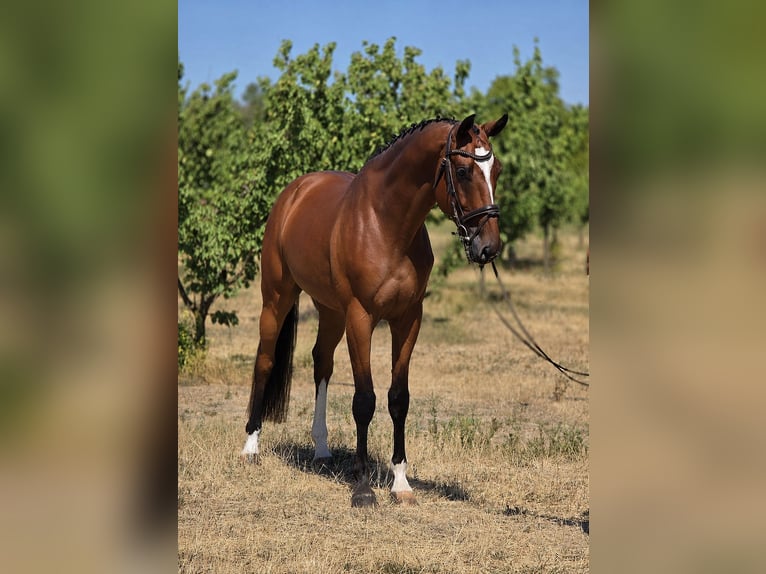 Sportivo Ungherese / Sportivo dell'Ungheria Castrone 4 Anni 169 cm Baio in Békésszentandrás