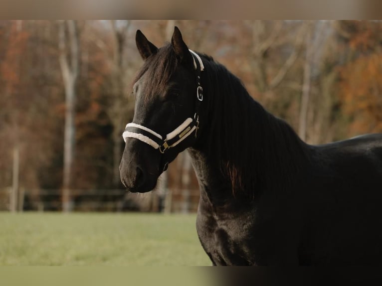 Sportivo Ungherese / Sportivo dell'Ungheria Castrone 4 Anni 170 cm Baio nero in Schlierbach