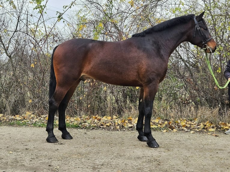 Sportivo Ungherese / Sportivo dell'Ungheria Castrone 4 Anni 173 cm Baio in B&#xE9;k&#xE9;s