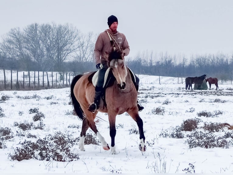 Sportivo Ungherese / Sportivo dell'Ungheria Castrone 5 Anni 160 cm Pelle di daino in Ladánybene