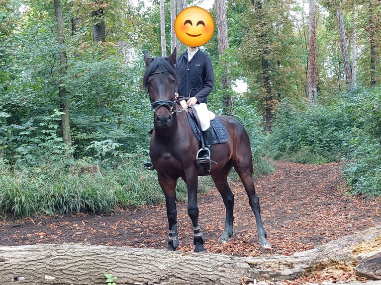 Sportivo Ungherese / Sportivo dell'Ungheria Castrone 5 Anni 163 cm Baio scuro in Tulln