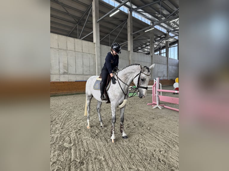 Sportivo Ungherese / Sportivo dell'Ungheria Castrone 5 Anni 168 cm Grigio in Dunavarsány