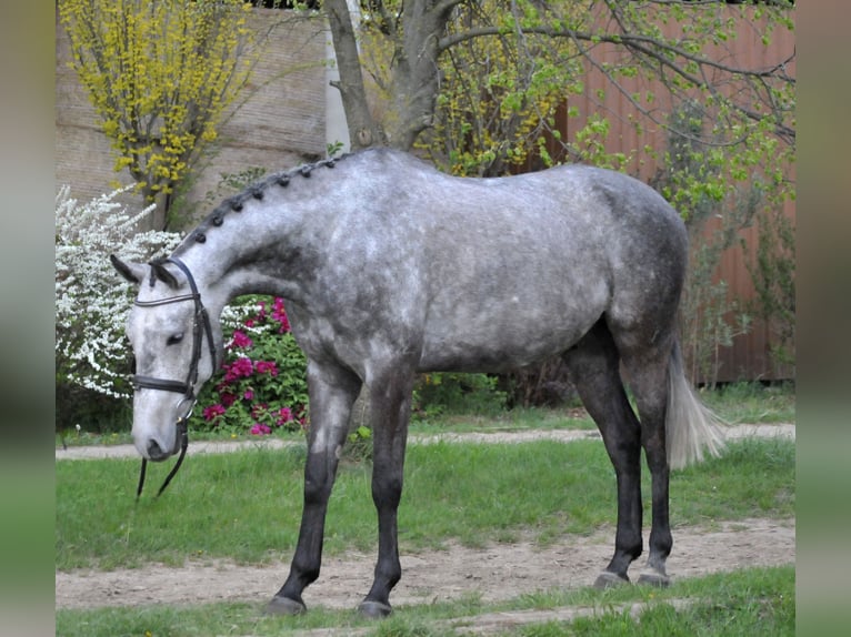 Sportivo Ungherese / Sportivo dell'Ungheria Castrone 5 Anni 170 cm  in Schattendorf