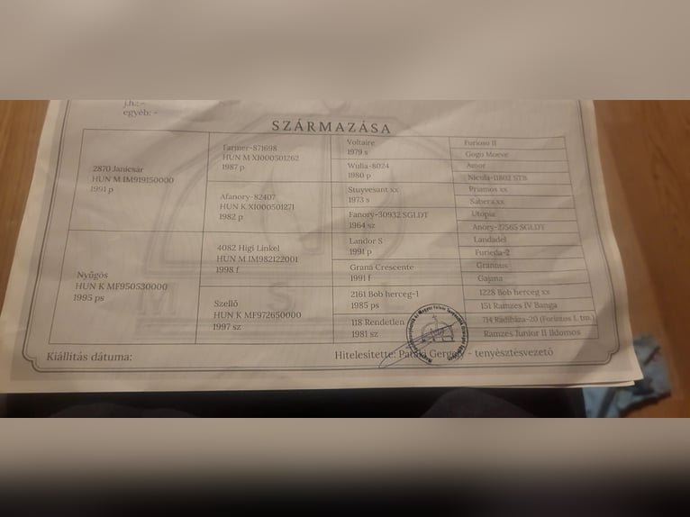 Sportivo Ungherese / Sportivo dell'Ungheria Castrone 5 Anni 171 cm Baio in Orosháza