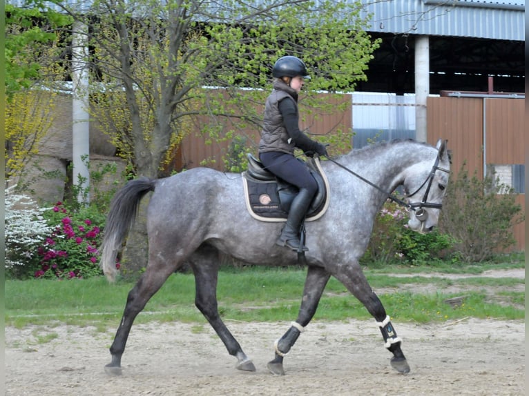 Sportivo Ungherese / Sportivo dell'Ungheria Castrone 5 Anni 171 cm Grigio in Schattendorf