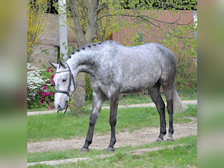 Sportivo Ungherese / Sportivo dell'Ungheria Castrone 5 Anni 171 cm Grigio in Schattendorf