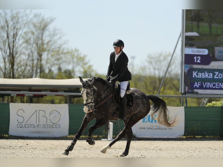 Sportivo Ungherese / Sportivo dell'Ungheria Castrone 5 Anni 177 cm Grigio in Szatymaz