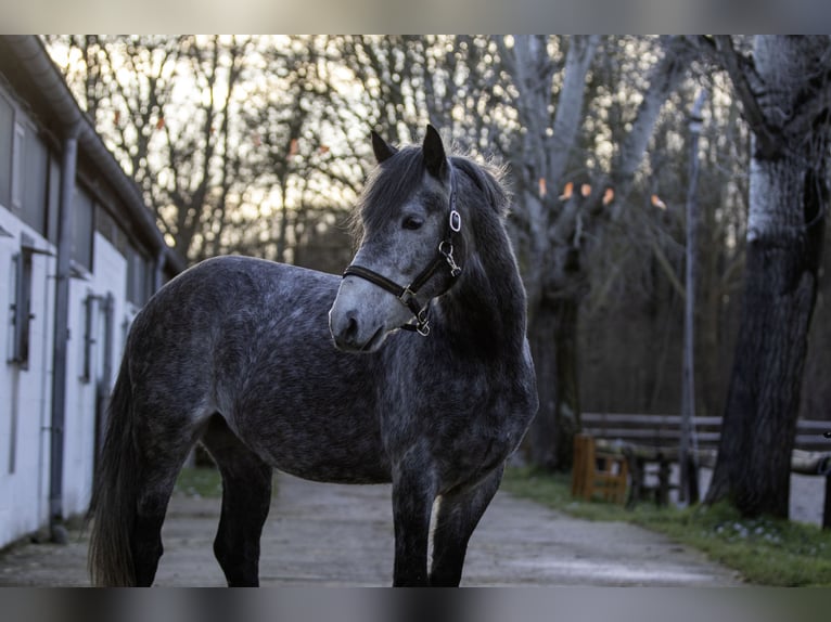 Sportivo Ungherese / Sportivo dell'Ungheria Castrone 6 Anni 148 cm Grigio in Pfaffen-Schwabenheim