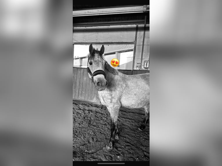 Sportivo Ungherese / Sportivo dell'Ungheria Mix Castrone 6 Anni 150 cm Grigio in Frankfurt am Main