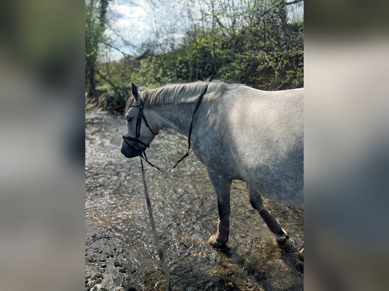 Sportivo Ungherese / Sportivo dell'Ungheria Mix Castrone 6 Anni 150 cm Grigio in Frankfurt am Main