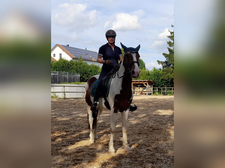 Sportivo Ungherese / Sportivo dell'Ungheria Castrone 6 Anni 150 cm Pezzato in Attenkirchen