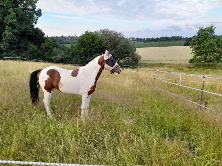 Sportivo Ungherese / Sportivo dell'Ungheria Castrone 6 Anni 150 cm Pezzato in Attenkirchen