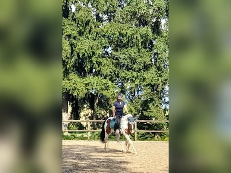 Sportivo Ungherese / Sportivo dell'Ungheria Castrone 6 Anni 150 cm Pezzato in Attenkirchen