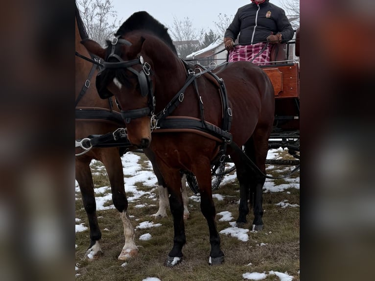 Sportivo Ungherese / Sportivo dell'Ungheria Castrone 6 Anni 152 cm Baio ciliegia in Tass