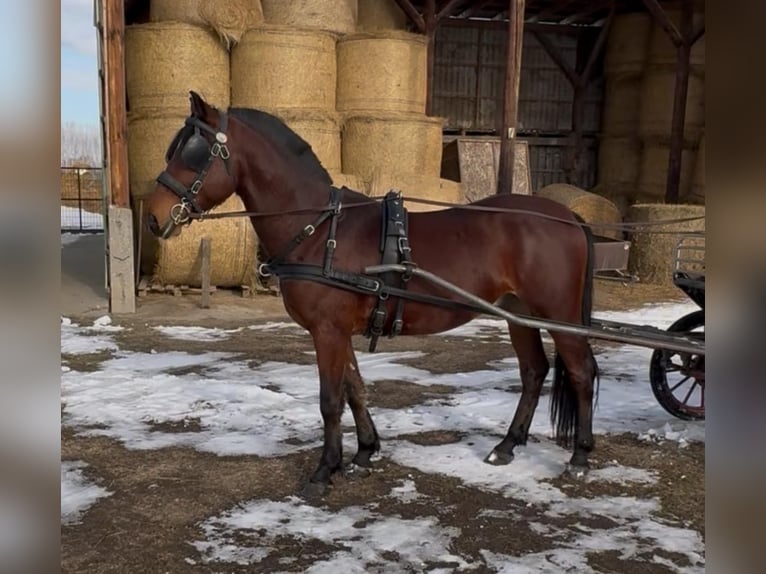 Sportivo Ungherese / Sportivo dell'Ungheria Castrone 6 Anni 152 cm Baio ciliegia in Tass